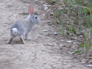 Brush rabbit (light gray?)