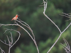 Allen's hummingbird