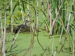 Pied-billed grebe