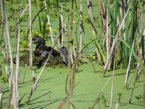 Pied-billed grebe