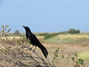Great-tailed grackle