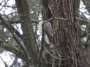 Sharp-shinned Hawk