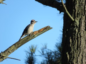 Hairy Woodpecker (juvenile)