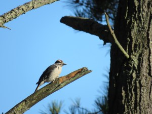 Hairy Woodpecker (juvenile)