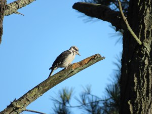 Hairy Woodpecker (juvenile)