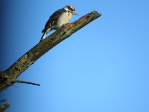 Hairy Woodpecker (juvenile)