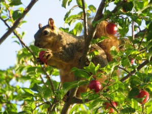 Eastern Fox Squirrel