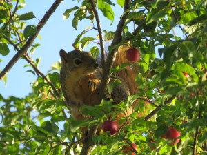 Eastern Fox Squirrel