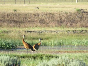Sandhill Cranes