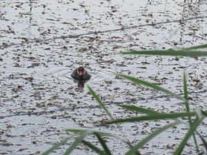 American Coot (juvenile)