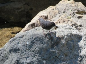 American dipper