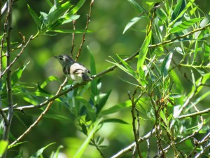Warbling Vireo
