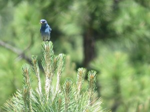 Mountain bluebird