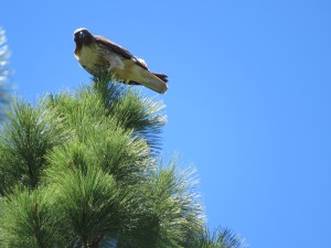 Red-tailed Hawk