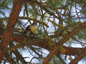 Red-tailed Hawk (juvenile)
