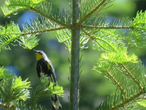 Yellow-rumped warbler