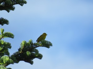 Yellow Warbler