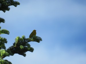 Yellow Warbler