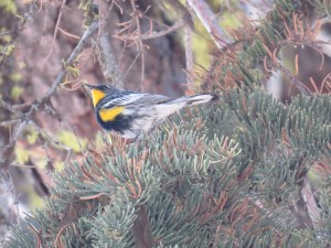 Yellow-rumped warbler