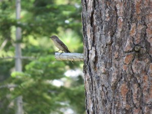 Townsend's solitaire