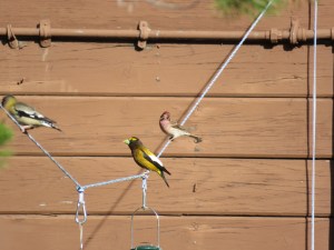 Evening grosbeak, Cassin's finch