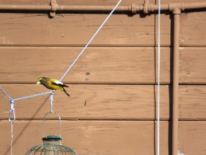 Evening grosbeak