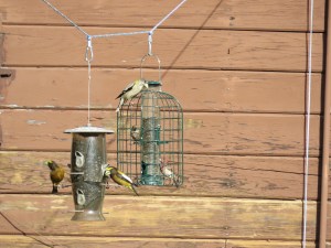 Evening grosbeak, Cassin's finch