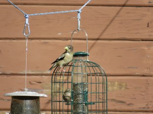 Evening grosbeak