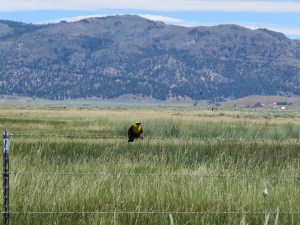 Yellow-headed blackbird