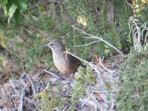 California Thrasher