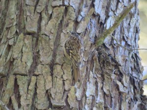 Brown Creeper (attempt #26)