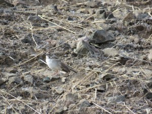 Lark Sparrow