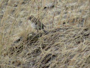 Lark Sparrow