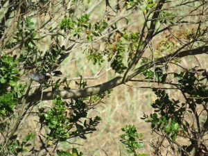 Blue-gray gnatcatcher