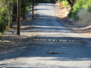 California quail