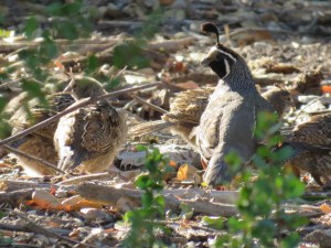 California quail