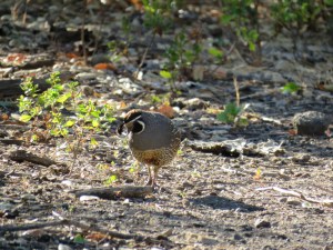 California quail