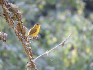 Wilson's warbler