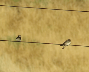 Violet-green swallow