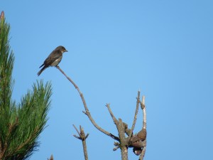 Olive-sided flycatcher