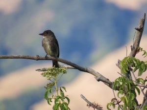 Olive-sided flycatcher