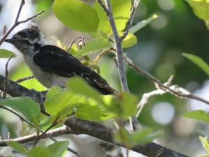 Downy Woodpecker has a bad hair day