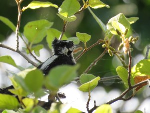 Downy Woodpecker has a bad hair day