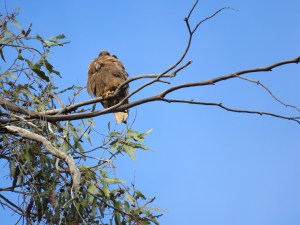 Red-tailed Hawk