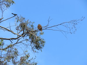 Red-tailed Hawk, Steller's Jay