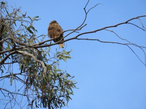 Red-tailed Hawk, Steller's Jay