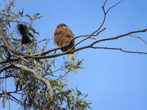 Red-tailed Hawk, Steller's Jay