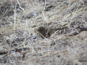 California Towhee (juvenile)