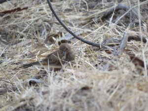 California Towhee (juvenile)