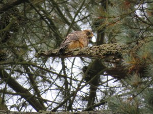 Red-shouldered Hawk
